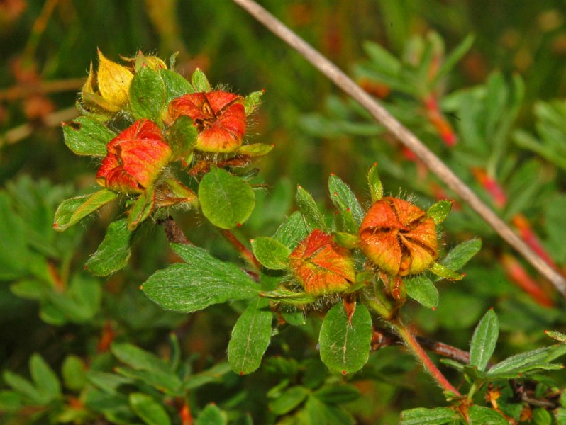 Avventiziato casuale di Dasiphora fruticosa